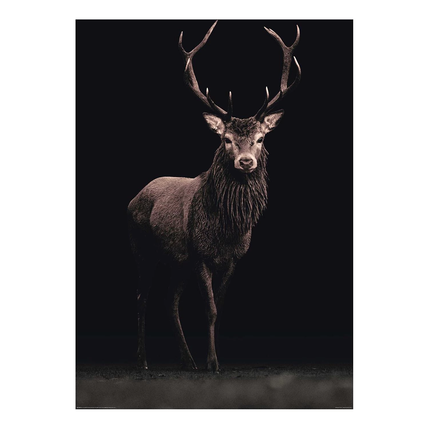 Reinders Tableau déco Hirsch im Licht - Papier / MDF - Marron