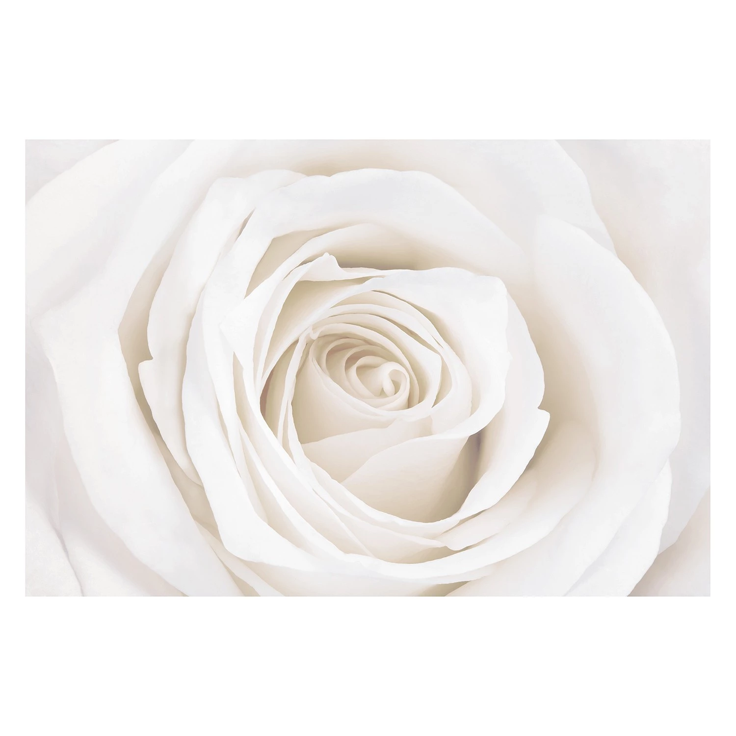 Bilderwelten Papier peint Pretty White Rose - Papier peint - 432 x 290 cm