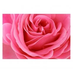 Bilderwelten Papier peint Pink Rose - Papier peint - 480 x 320 cm