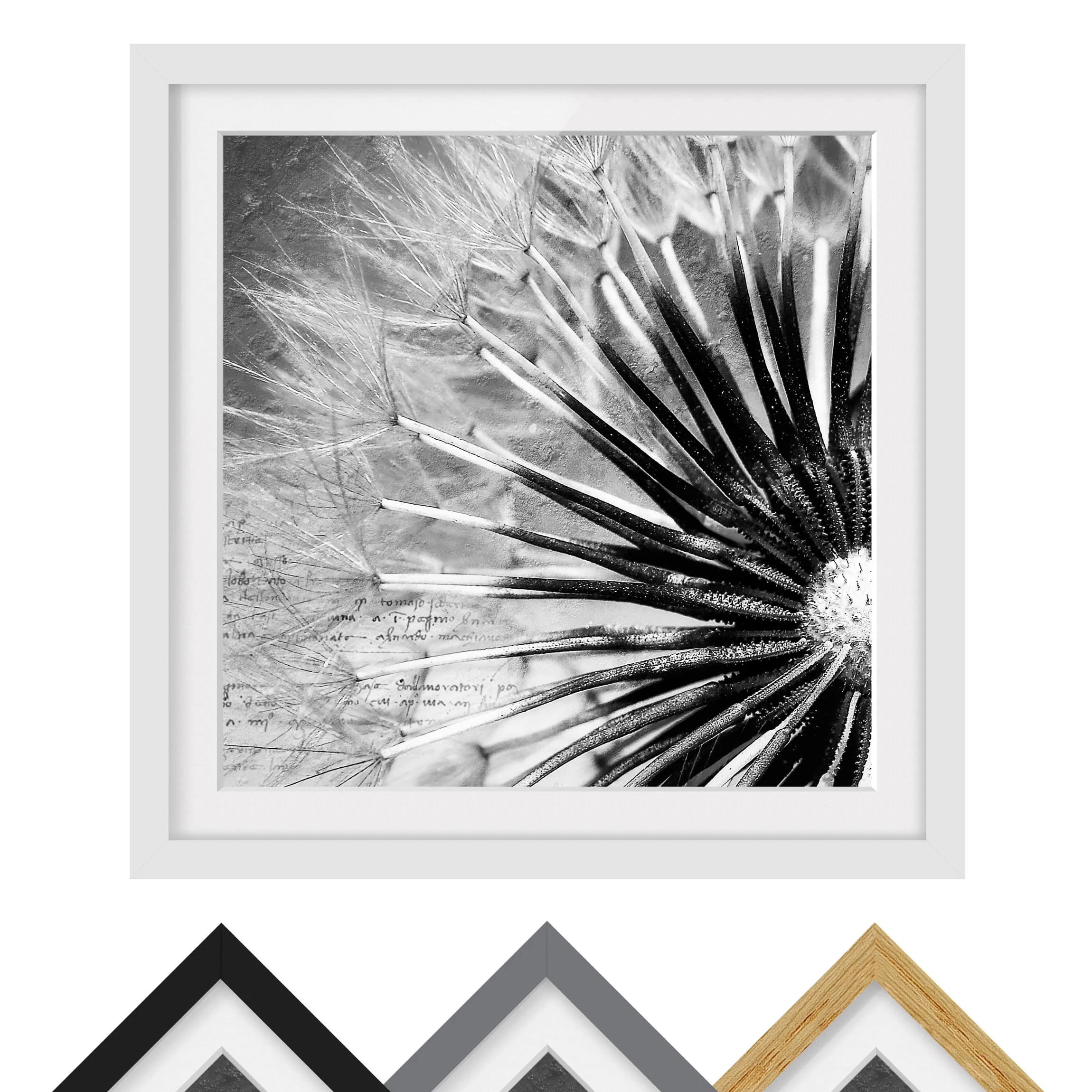 Bilderwelten Tableau déco pissenlit noir et blanc II - Partiellement en pin massif - Blanc - 70 x 70 cm – Image 2