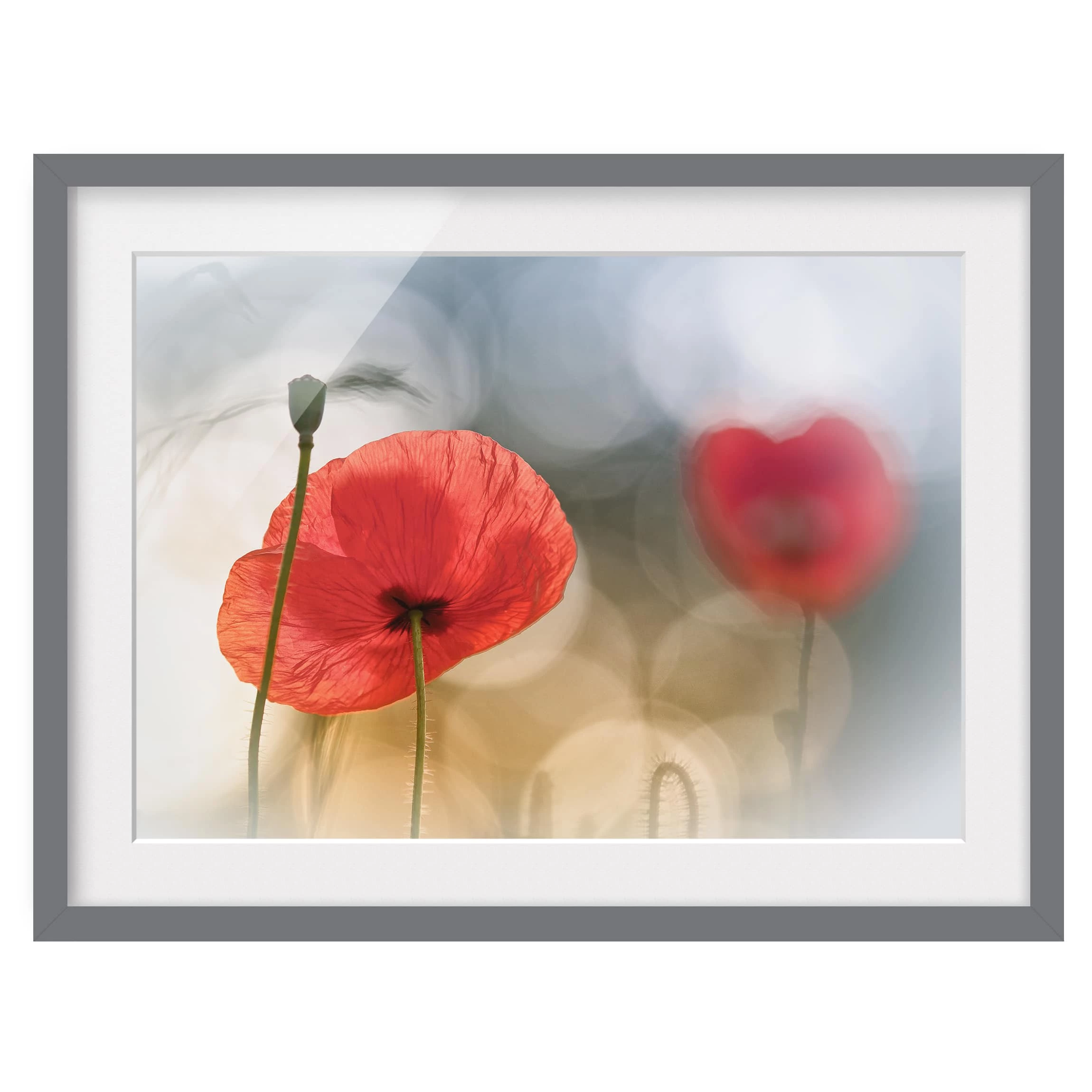 Bilderwelten Tableau déco coquelicots le matin III - Partiellement en pin massif - Gris - 70 x 50 cm