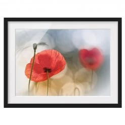 Bilderwelten Tableau déco coquelicots le matin I - Pin massif - Noir - 100 x 70 cm