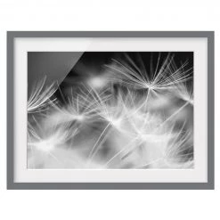 Bilderwelten Tableau déco pissenlit III - Partiellement en pin massif - Gris - 40 x 30 cm