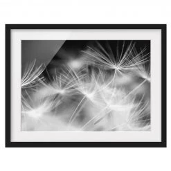 Bilderwelten Tableau déco pissenlit I - Pin massif - Noir - 70 x 50 cm