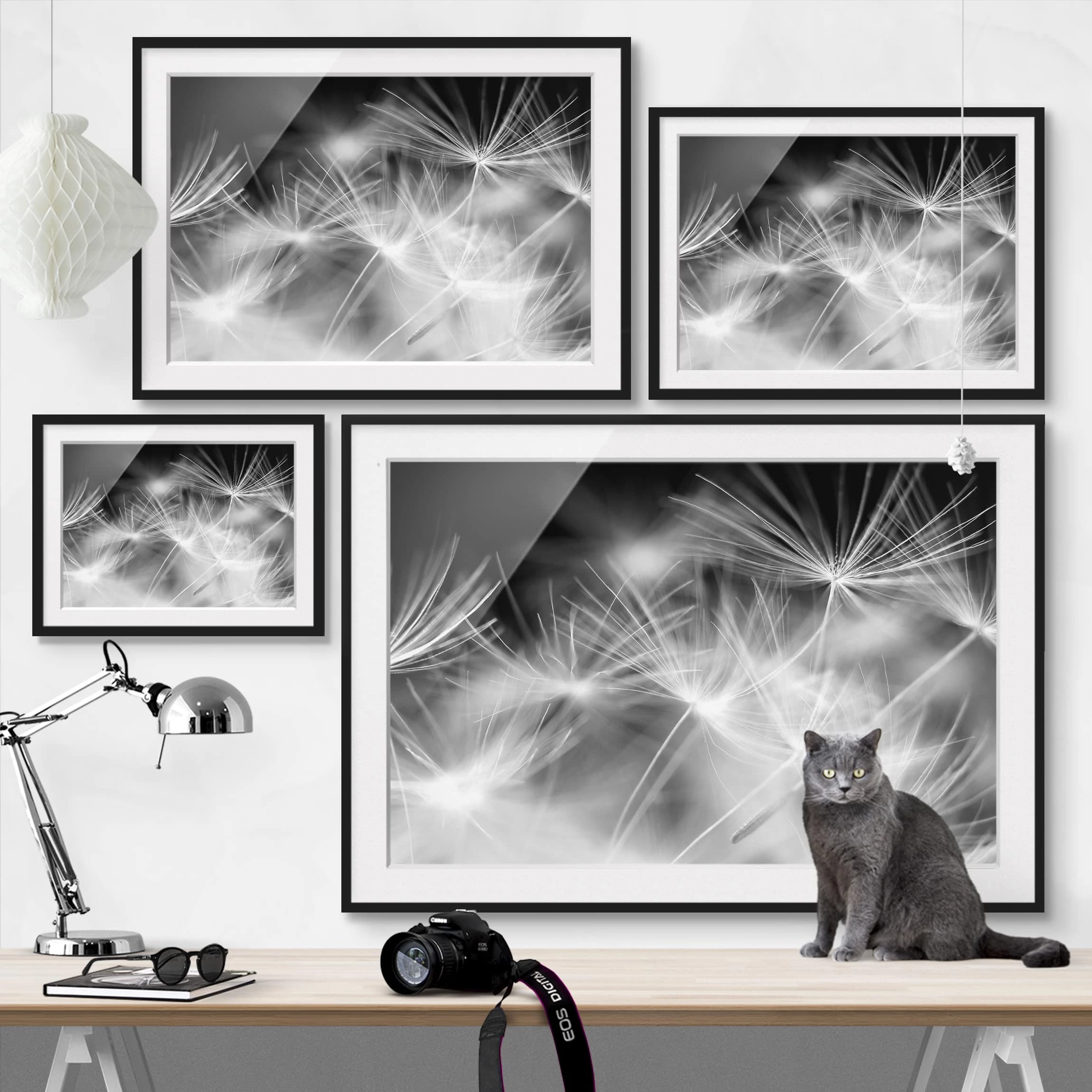 Bilderwelten Tableau déco pissenlit I - Pin massif - Noir - 70 x 50 cm – Image 6