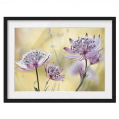 Bilderwelten Impression d’art Astrantia Major I - Pin massif - Noir - 70 x 50 cm
