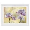 Bilderwelten Impression d’art Astrantia Major II - Partiellement en pin massif - Blanc - 55 x 40 cm