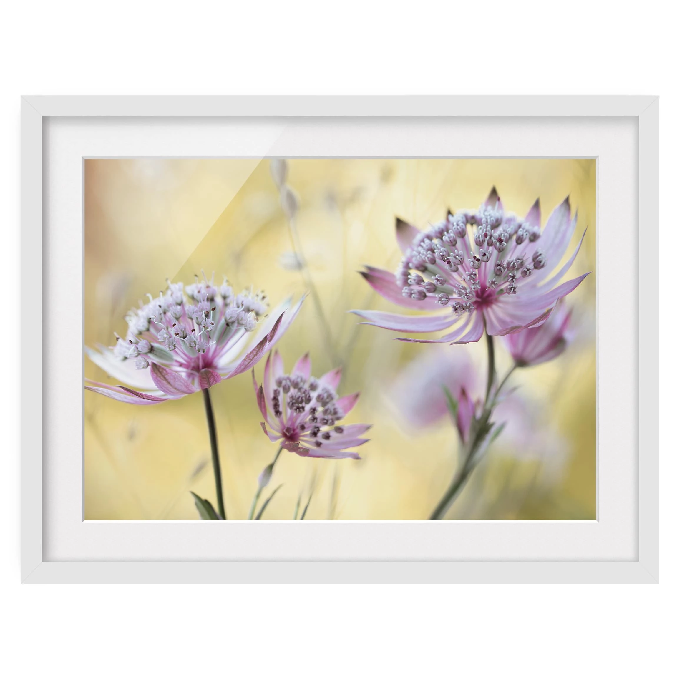 Bilderwelten Impression d’art Astrantia Major II - Partiellement en pin massif - Blanc - 55 x 40 cm