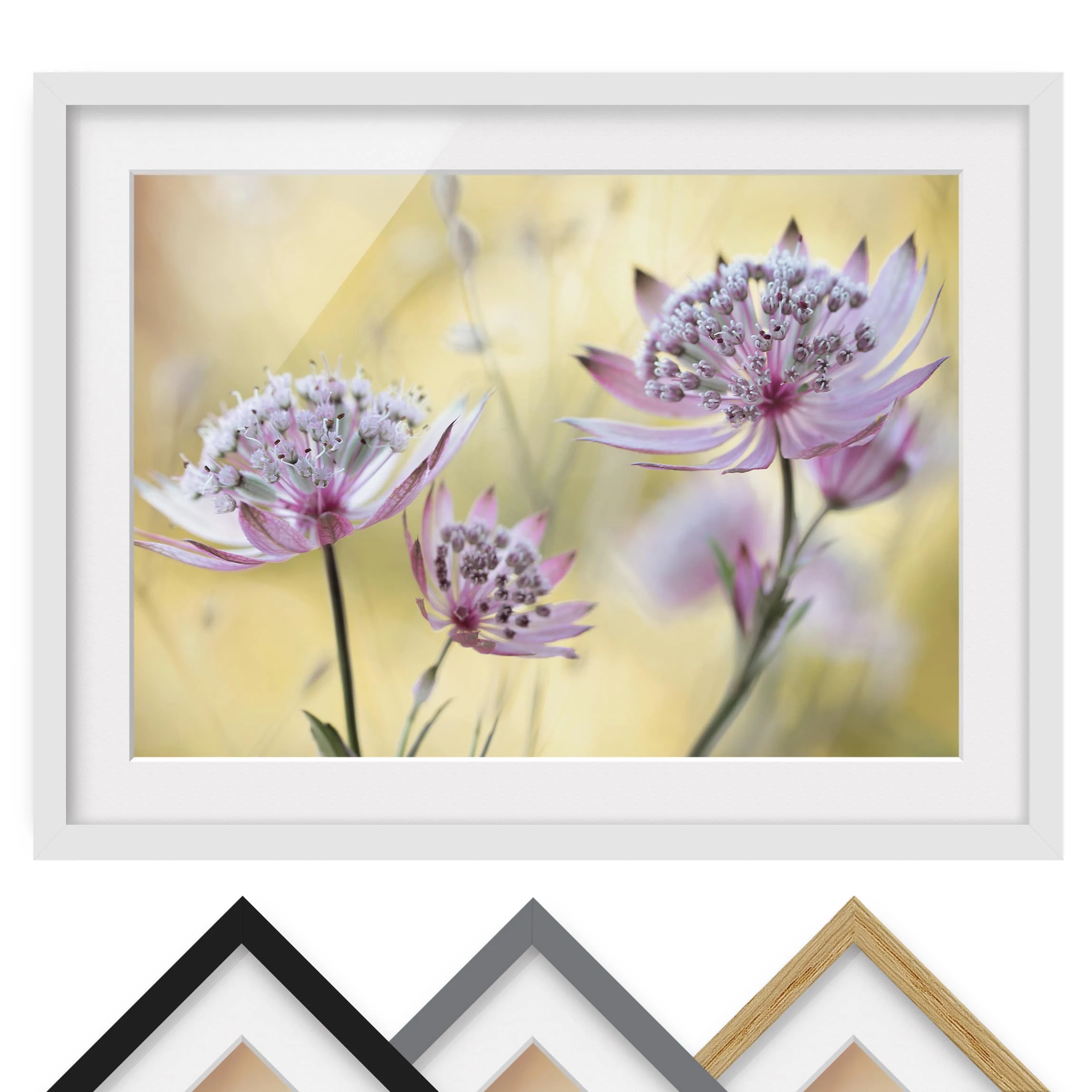 Bilderwelten Impression d’art Astrantia Major II - Partiellement en pin massif - Blanc - 55 x 40 cm – Image 2