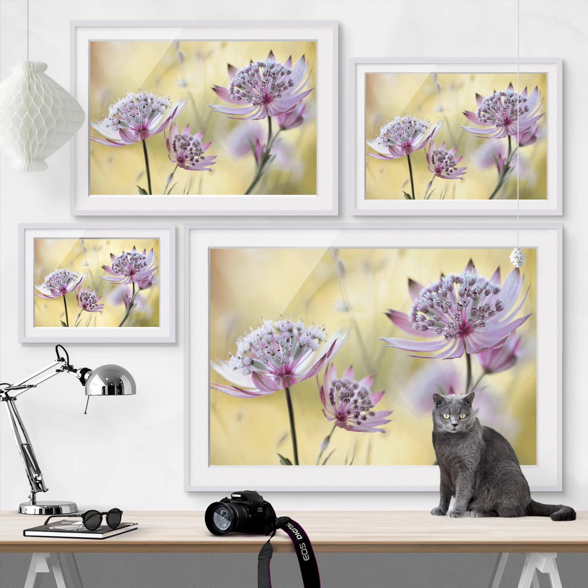 Bilderwelten Impression d’art Astrantia Major II - Partiellement en pin massif - Blanc - 55 x 40 cm – Image 6