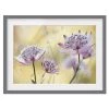 Bilderwelten Impression d’art Astrantia Major III - Partiellement en pin massif - Gris - 40 x 30 cm