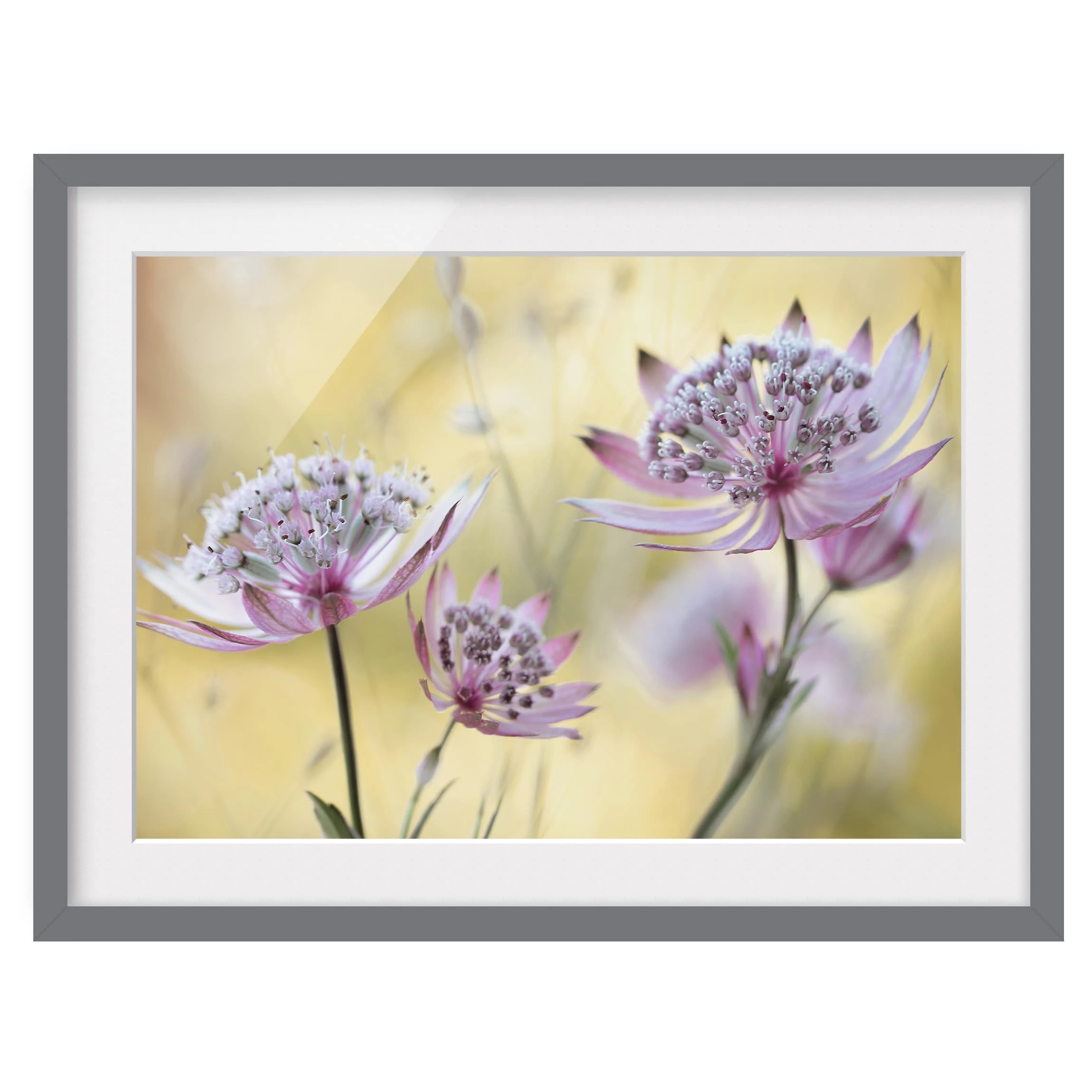 Bilderwelten Impression d’art Astrantia Major III - Partiellement en pin massif - Gris - 40 x 30 cm