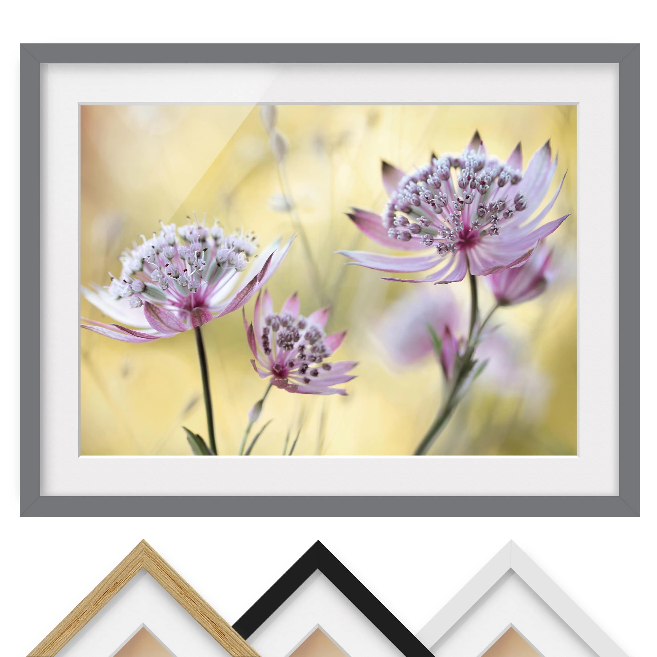 Bilderwelten Impression d’art Astrantia Major III - Partiellement en pin massif - Gris - 40 x 30 cm – Image 2
