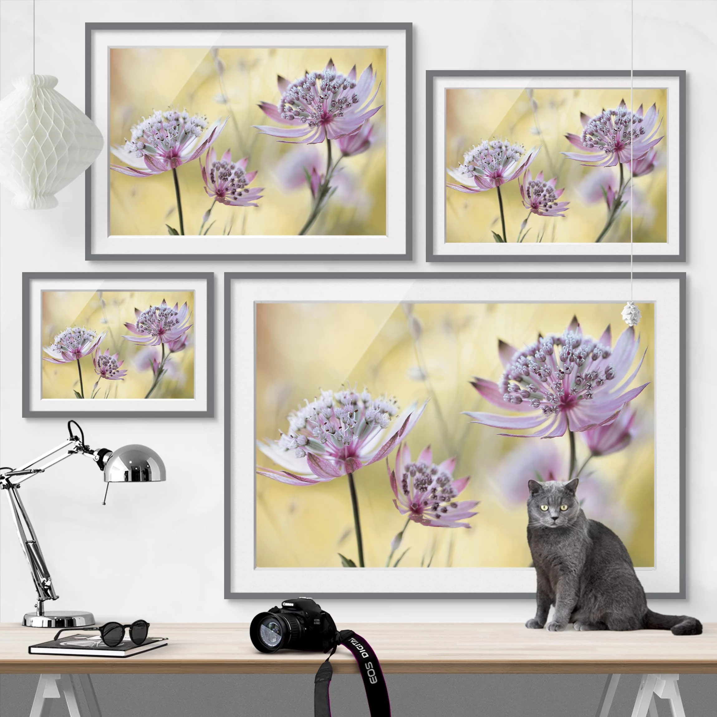 Bilderwelten Impression d’art Astrantia Major III - Partiellement en pin massif - Gris - 40 x 30 cm – Image 6