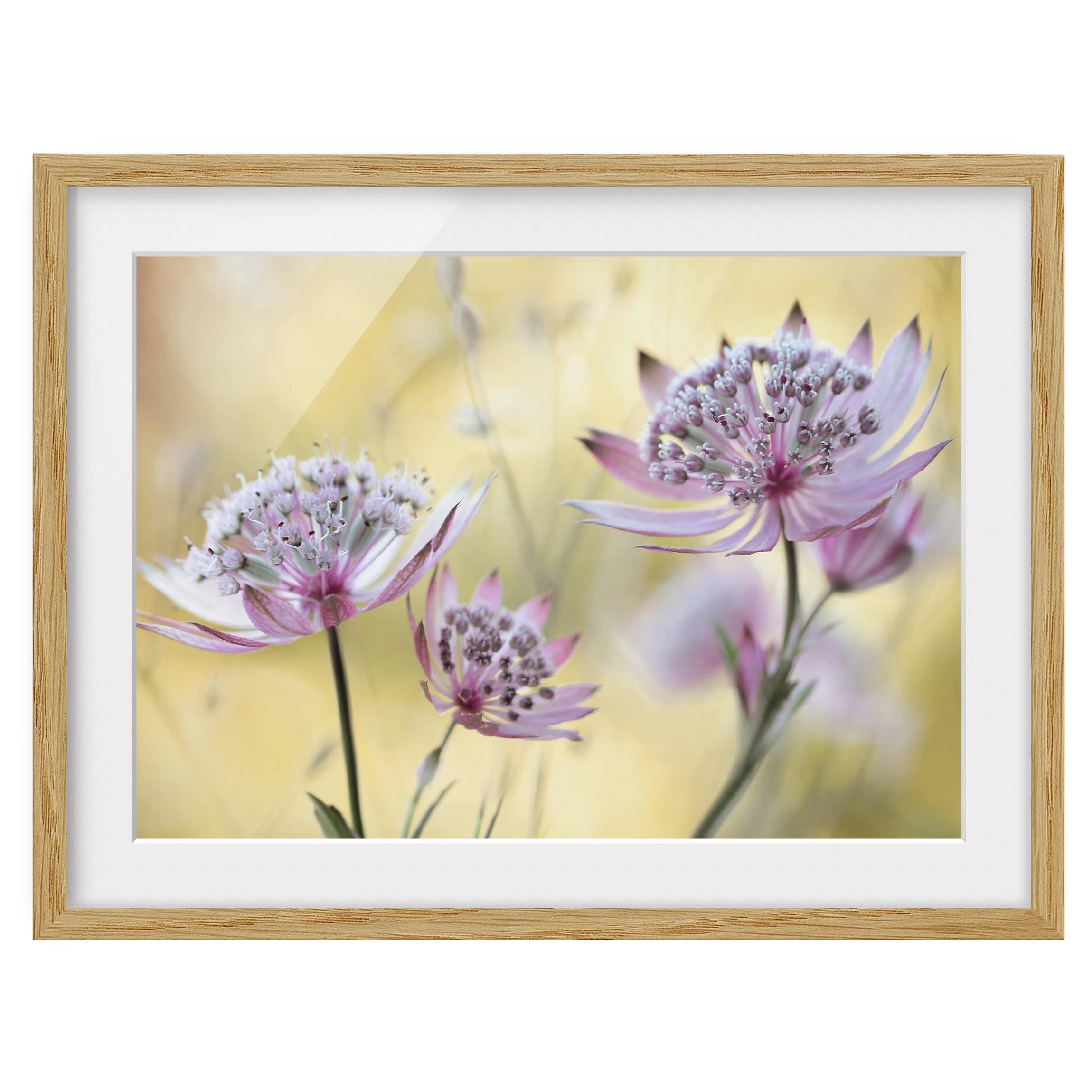Bilderwelten Impression d’art Astrantia Major IV - Partiellement en chêne massif - Chêne - 70 x 50 cm