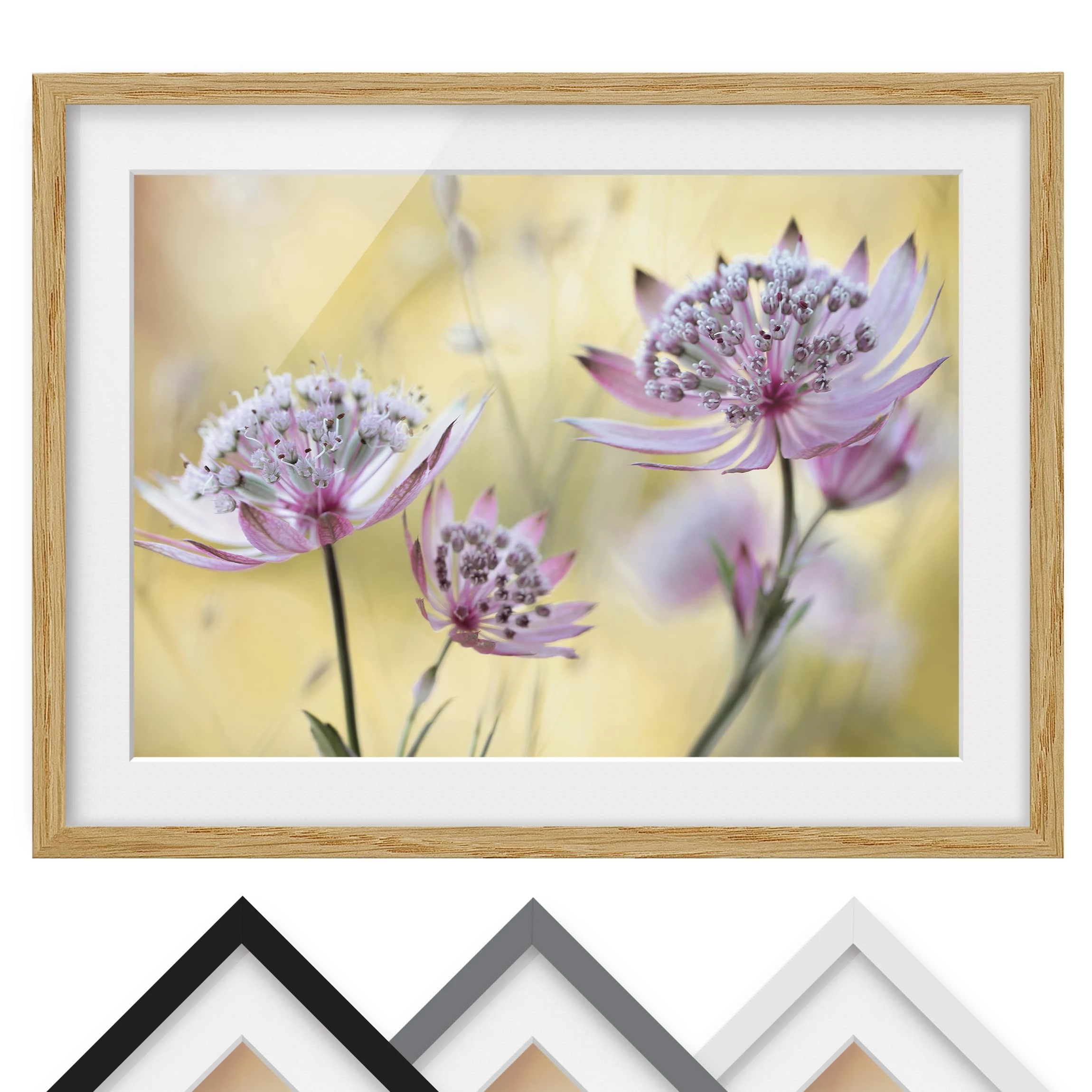 Bilderwelten Impression d’art Astrantia Major IV - Partiellement en chêne massif - Chêne - 70 x 50 cm – Image 2