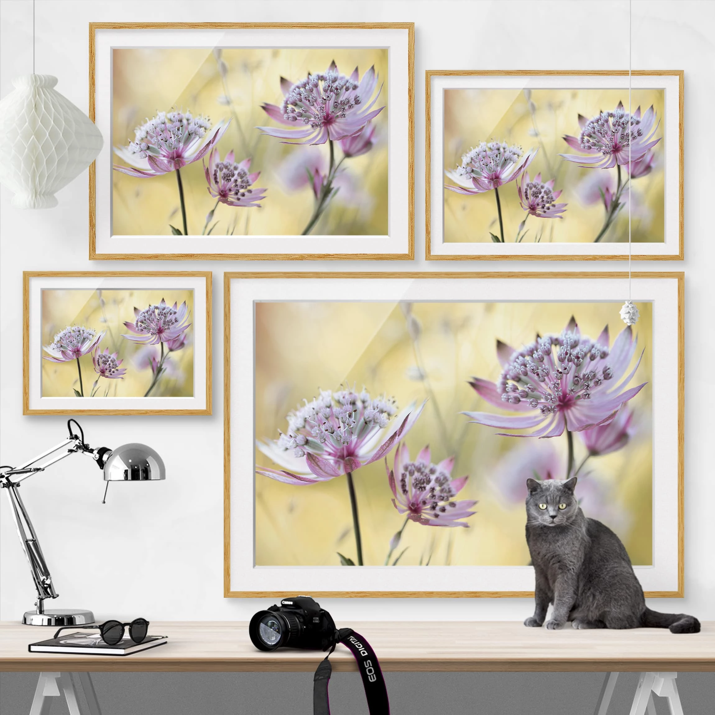 Bilderwelten Impression d’art Astrantia Major IV - Partiellement en chêne massif - Chêne - 70 x 50 cm – Image 6