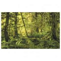 Komar Papier peint intissé Ancient World - Intissé - Multicolore