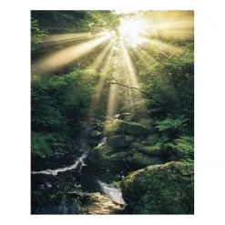 Komar Papier peint intissé Divine - Intissé - Multicolore