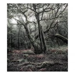 Komar Papier peint intissé Modèle - Intissé - Noir / Blanc