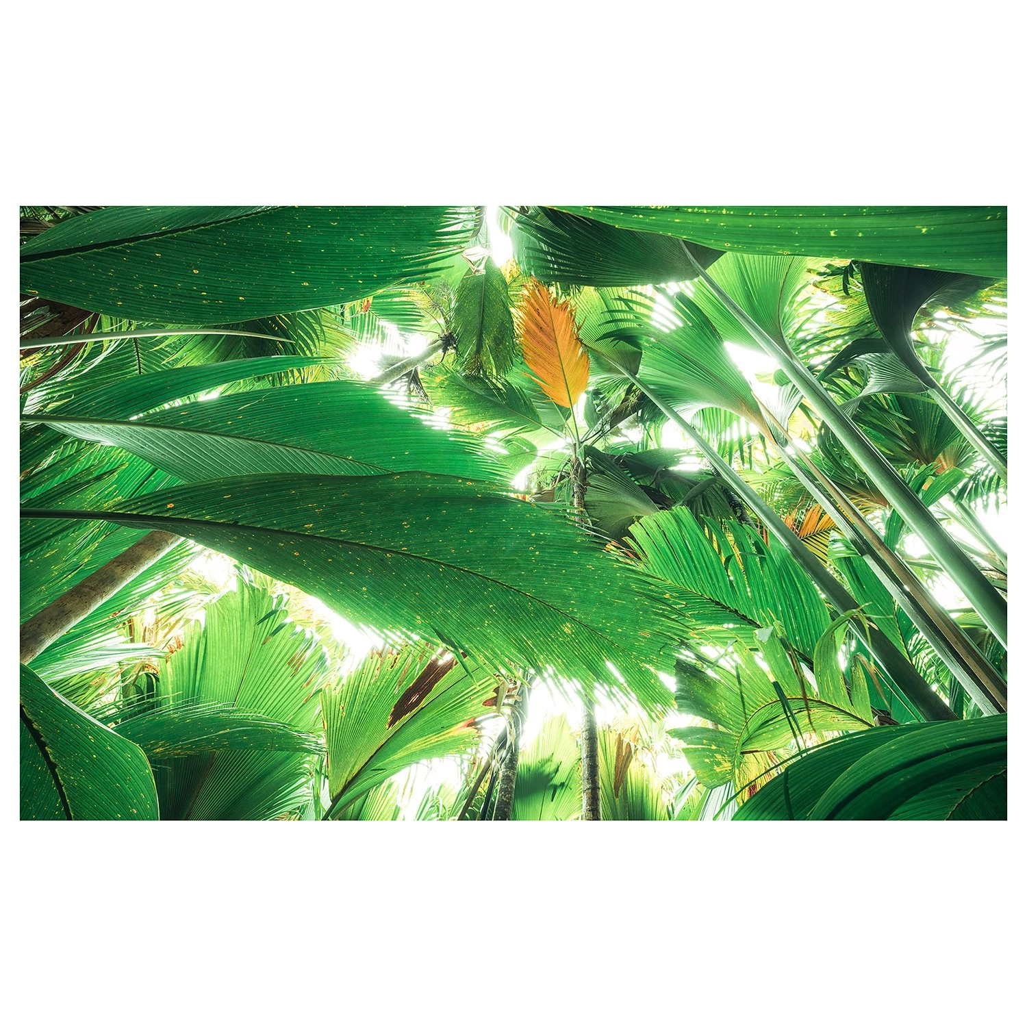 Komar Papier peint intissé Jungle II - Intissé - Vert