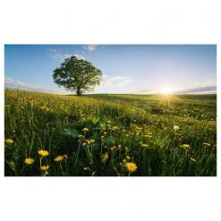 Komar Papier peint intissé Printemps - Intissé - Multicolore