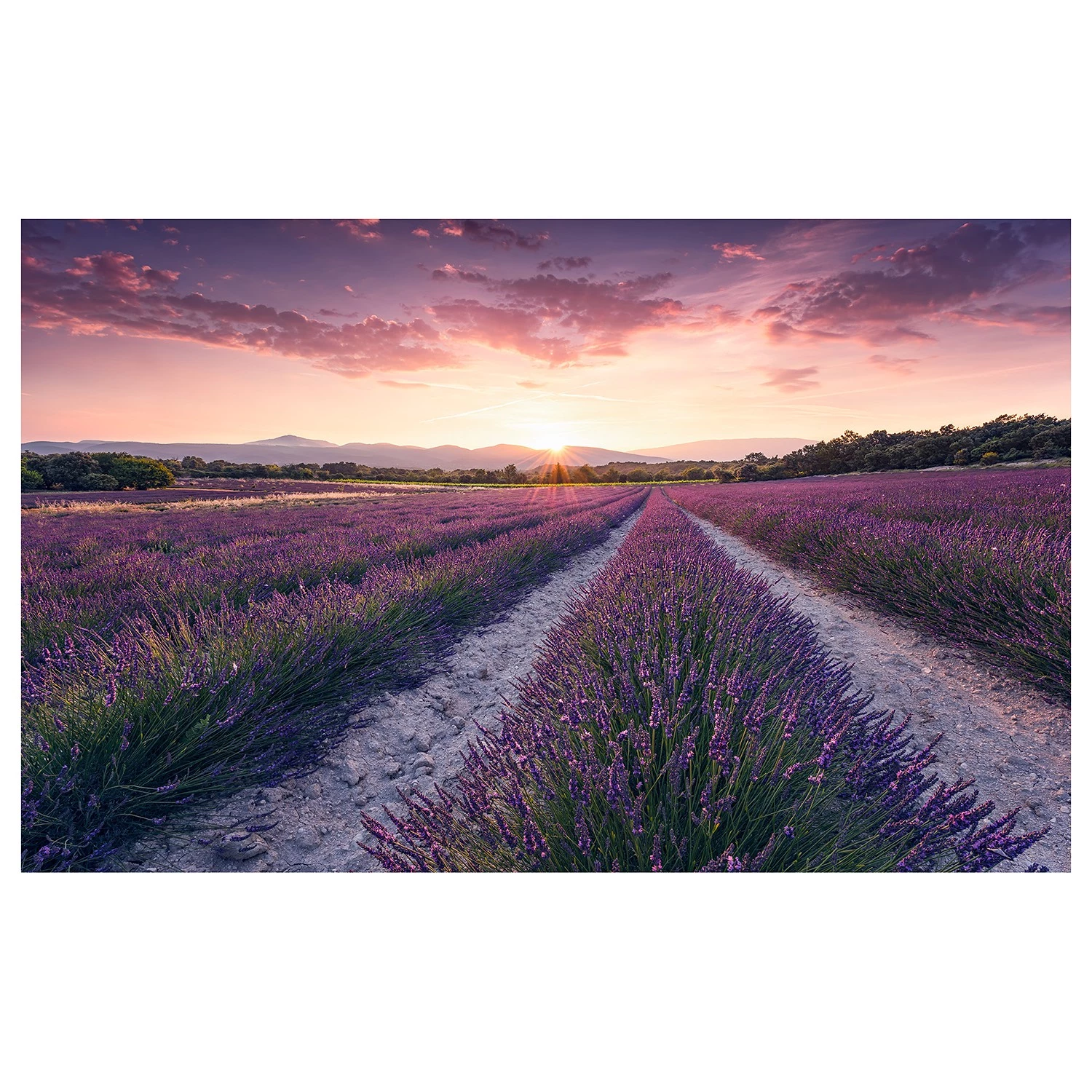 Komar Papier peint intissé Lavender Dream - Intissé - Multicolore