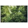 Komar Papier peint intissé Into The Jungle - Intissé - Multicolore