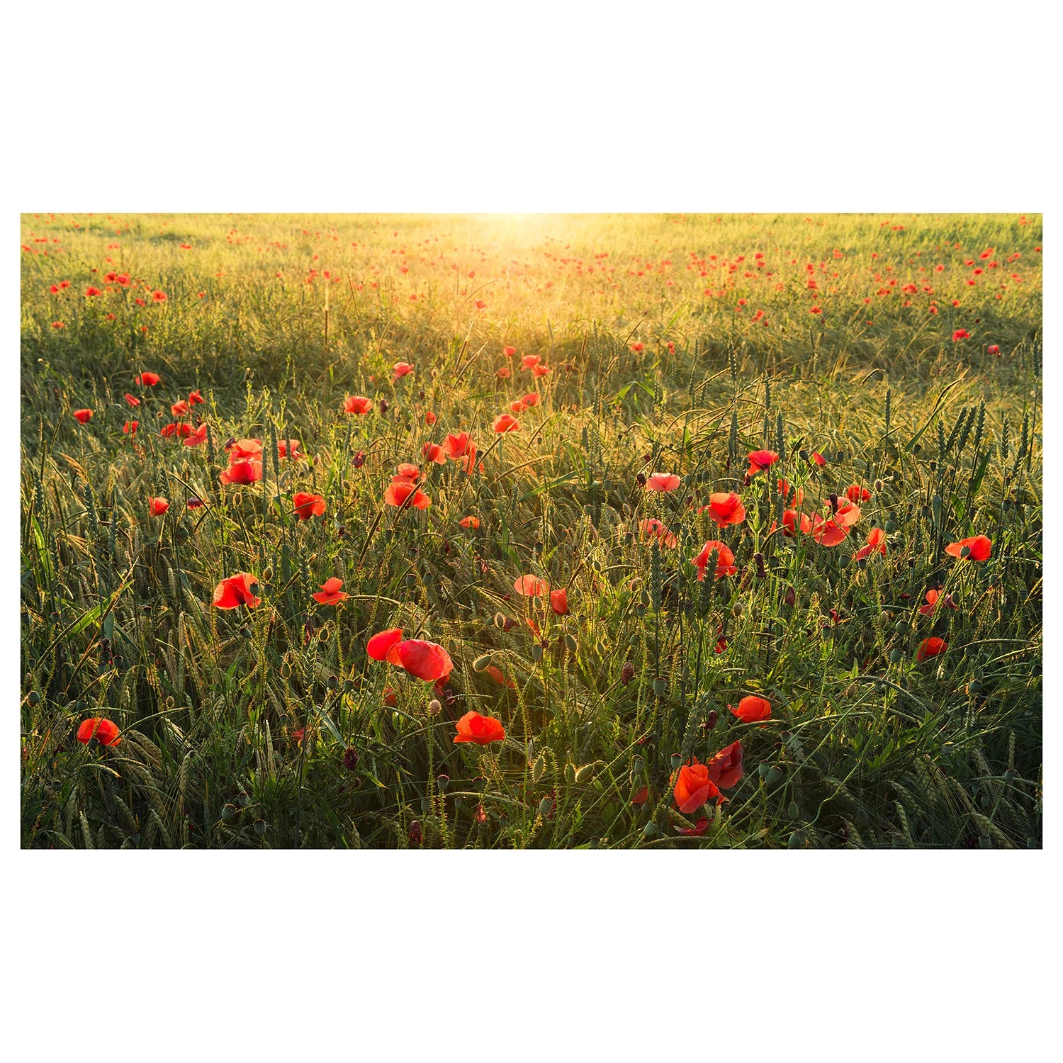 Komar Papier peint intissé Poppy World - Intissé - Vert / Rouge