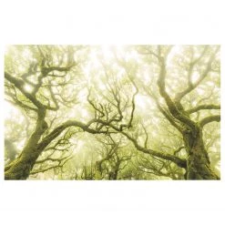 Komar Papier peint intissé Green Fire - Intissé - Multicolore