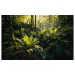 Komar Papier peint intissé Fjordland Woods - Intissé - Multicolore