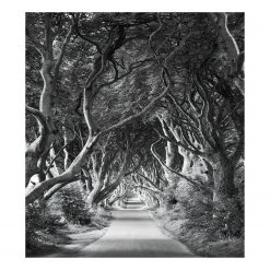 Komar Papier peint intissé Forevenue - Intissé - Noir / Blanc