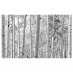Komar Papier peint intissé Forêt de trembles - Intissé - Noir / Blanc