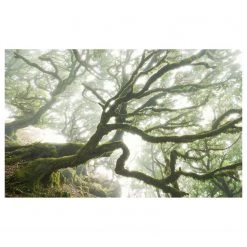 Komar Papier peint intissé Forgotten Forest - Intissé - Vert / Blanc