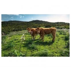 Komar Papier peint intissé Paradis des vaches - Intissé - Multicolore