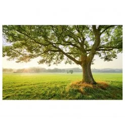 Komar Papier peint intissé The Magic Tree - Intissé - Multicolore