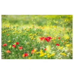 Komar Papier peint intissé Prairie - Intissé - Multicolore