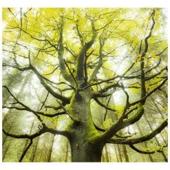 Komar Papier peint intissé Arbre enchanté - Intissé - Vert - Largeur : 300 cm