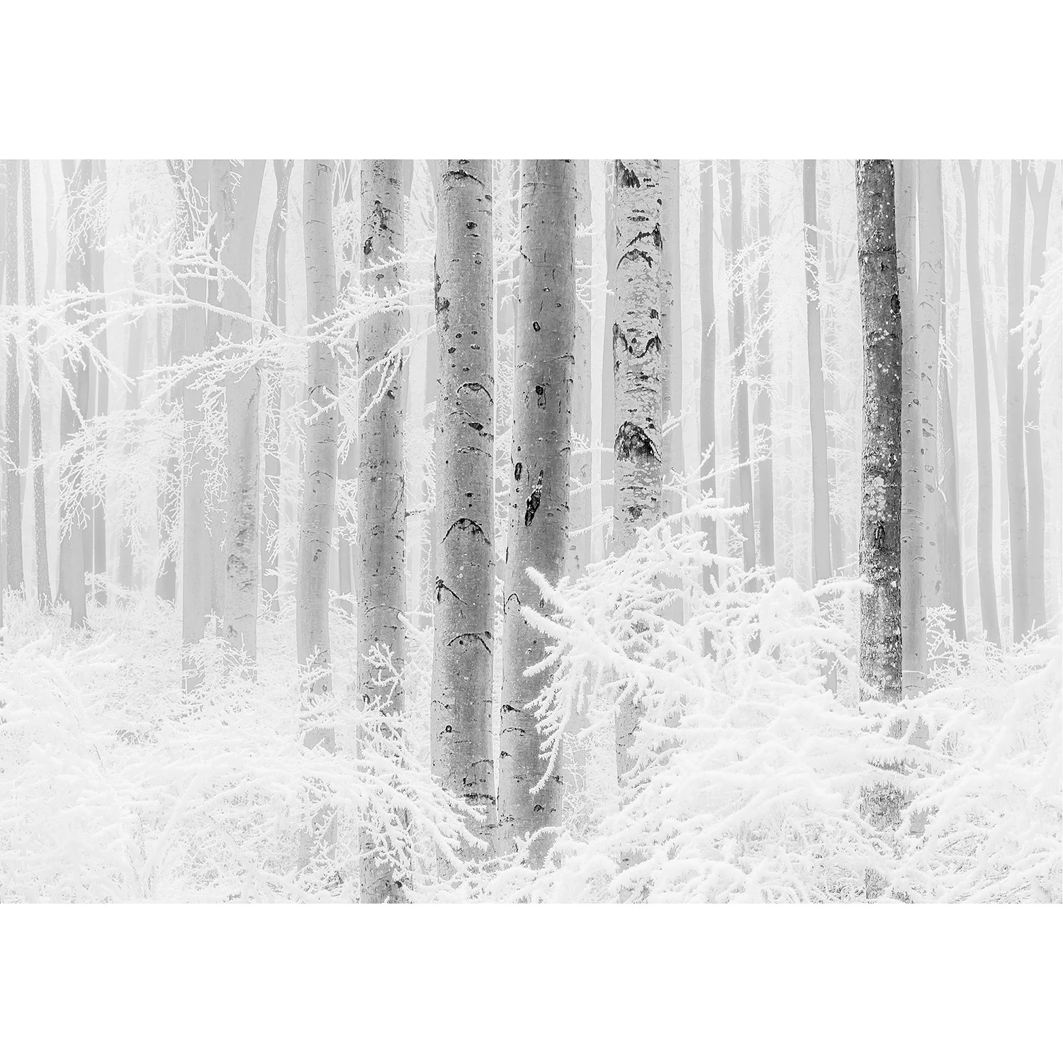Komar Papier peint intissé Winter Wood - Intissé - Blanc / Noir – Image 4