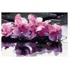 Artgeist Peinture par numéro - Orchidée violette - Toile - Rose