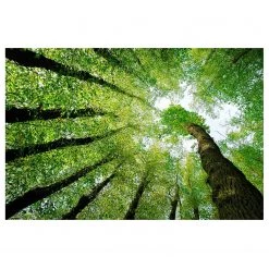 Bilderwelten Tableau magnétique Arbre de vie - Acier / Film vinyle - Vert - 60 x 40 cm