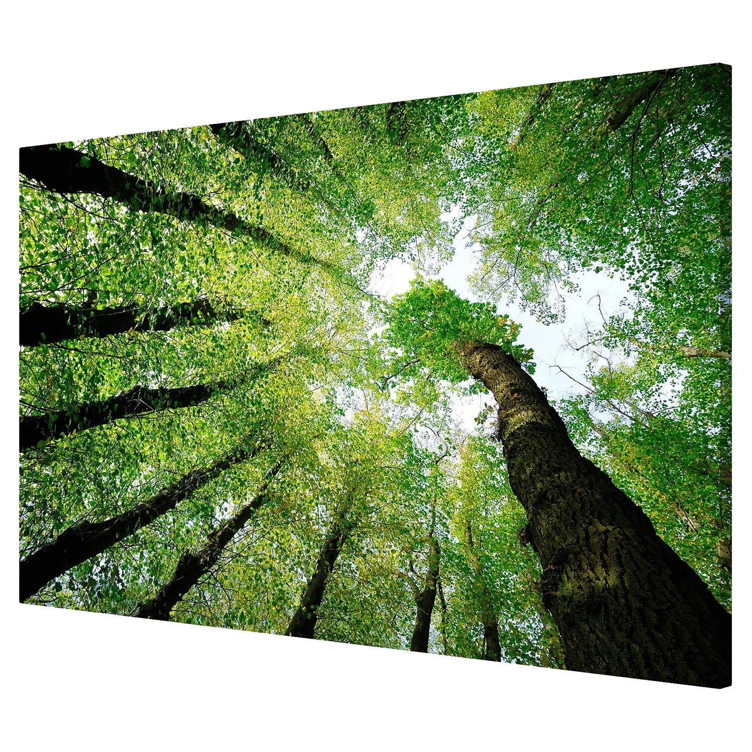 Bilderwelten Tableau magnétique Arbre de vie - Acier / Film vinyle - Vert - 60 x 40 cm – Image 2