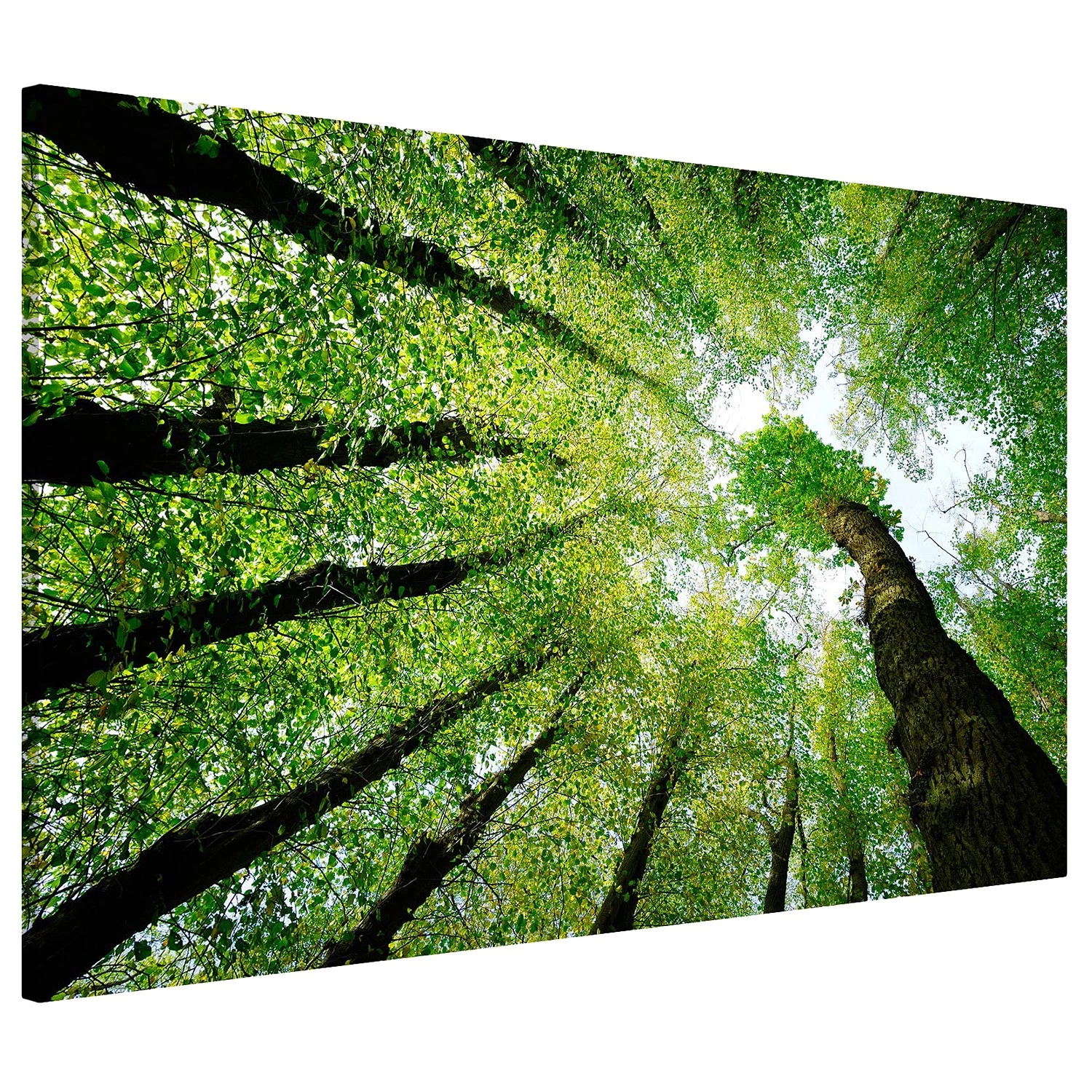 Bilderwelten Tableau magnétique Arbre de vie - Acier / Film vinyle - Vert - 60 x 40 cm – Image 4