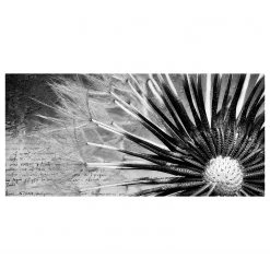 Bilderwelten Tableau magnétique Pissenlit - Acier / Film vinyle - Noir / Blanc