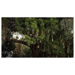 Komar Papier peint intissé Resting Leopard - Intissé - Vert