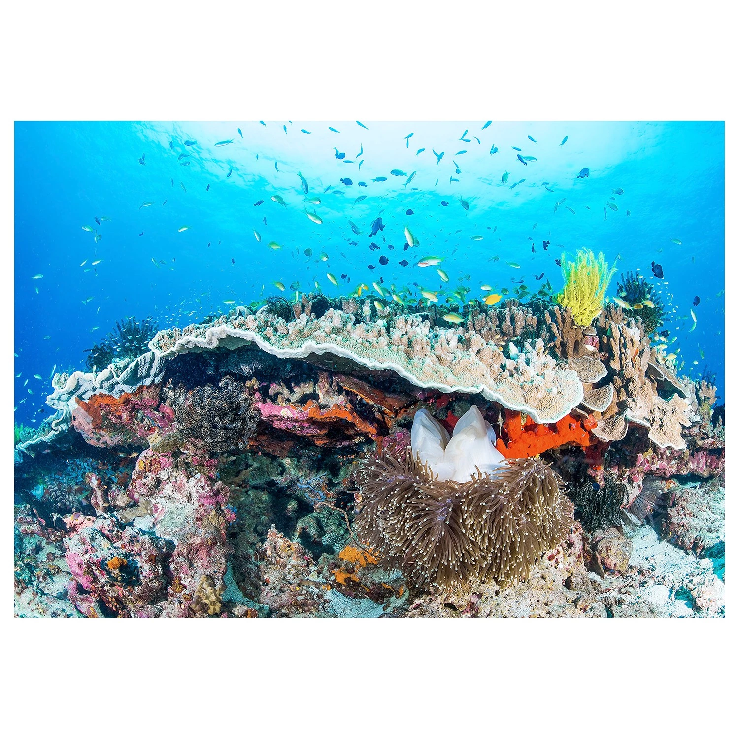 Komar Papier peint intissé Coral Reef - Intissé - Multicolore