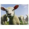 Art for the Home Affiche Agneau - Polyester PVC - Multicolore