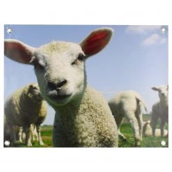 Art for the Home Affiche Agneau - Polyester PVC - Multicolore