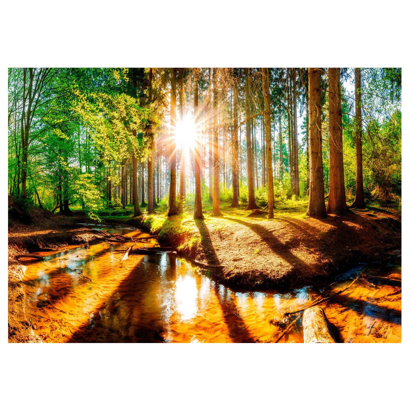 Artgeist Papier peint Marvelous Forest - Papier peint en intissé premium - Multicolore - 150 x 105 cm