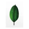 Komar Tableau déco Ficus Leaf - Papier - Vert / Blanc